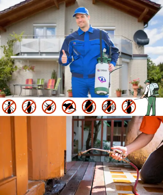 Professional Pest Control Services in Karachi